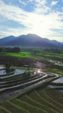 Endonezya tarım endüstrisinin güzel sabah manzarası güzel gökyüzü renkleriyle pirinç tarlaları doğal ışık