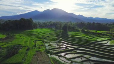 Endonezya tarım endüstrisinin güzel sabah manzarası güzel gökyüzü renkleriyle pirinç tarlaları doğal ışık