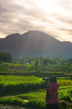 Endonezya tarım endüstrisinin güzel sabah manzarası güzel gökyüzü renkleriyle pirinç tarlaları doğal ışık