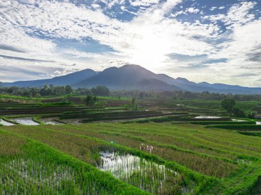 Endonezya tarım endüstrisinin güzel sabah manzarası güzel gökyüzü renkleriyle pirinç tarlaları doğal ışık