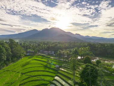 Endonezya tarım endüstrisinin güzel sabah manzarası güzel gökyüzü renkleriyle pirinç tarlaları doğal ışık
