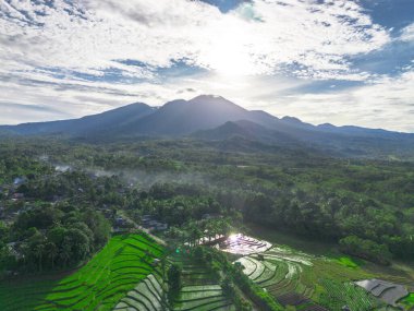Endonezya tarım endüstrisinin güzel sabah manzarası güzel gökyüzü renkleriyle pirinç tarlaları doğal ışık
