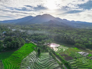 Endonezya tarım endüstrisinin güzel sabah manzarası güzel gökyüzü renkleriyle pirinç tarlaları doğal ışık