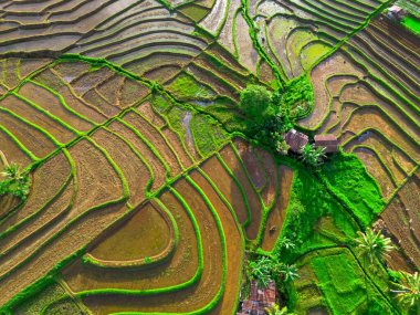 Endonezya tarım endüstrisinin güzel sabah manzarası güzel gökyüzü renkleriyle pirinç tarlaları doğal ışık