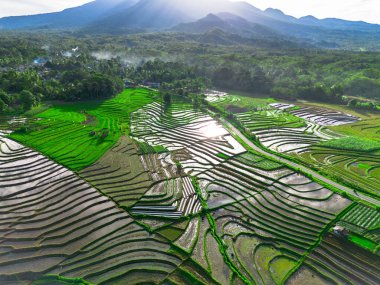 Endonezya tarım endüstrisinin güzel sabah manzarası güzel gökyüzü renkleriyle pirinç tarlaları doğal ışık