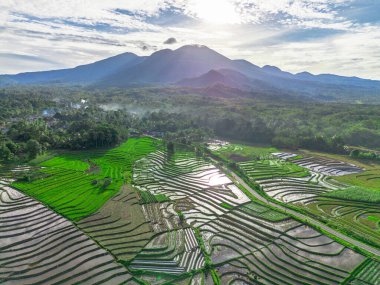Endonezya tarım endüstrisinin güzel sabah manzarası güzel gökyüzü renkleriyle pirinç tarlaları doğal ışık