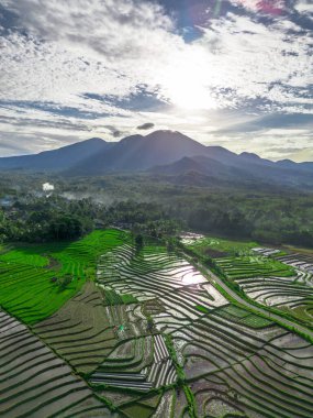 Endonezya tarım endüstrisinin güzel sabah manzarası güzel gökyüzü renkleriyle pirinç tarlaları doğal ışık