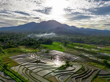 Endonezya tarım endüstrisinin güzel sabah manzarası güzel gökyüzü renkleriyle pirinç tarlaları doğal ışık