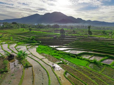 Endonezya tarım endüstrisinin güzel sabah manzarası güzel gökyüzü renkleriyle pirinç tarlaları doğal ışık