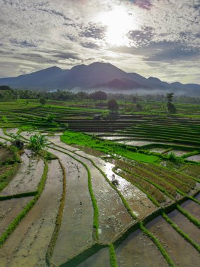 Endonezya tarım endüstrisinin güzel sabah manzarası güzel gökyüzü renkleriyle pirinç tarlaları doğal ışık