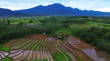 Endonezya tarım endüstrisinin güzel sabah manzarası güzel gökyüzü renkleriyle pirinç tarlaları doğal ışık