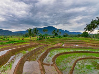 Yasa dışı ağaç kesiminden zarar gören doğal yeşil orman ve tarım arazisi arasındaki kontrastı gösteren hava fotoğrafı. Çevresel hasarı, ormanların yok oluşunu ve doğanın korunmasının önemini gösteriyor.