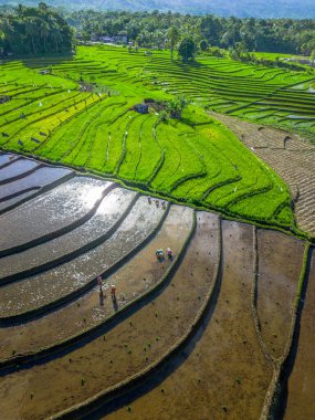 Güzel bir sabah manzarası Endonezya manzara plajı güzellik rengi ve gökyüzü doğal ışığı