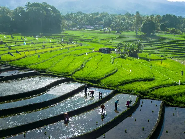 Güzel bir sabah manzarası Endonezya manzara plajı güzellik rengi ve gökyüzü doğal ışığı