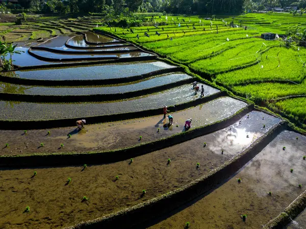 Güzel bir sabah manzarası Endonezya manzara plajı güzellik rengi ve gökyüzü doğal ışığı
