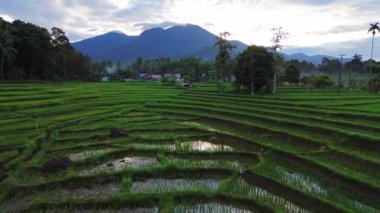 Beautiful morning view indonesia panorama landscape paddy fields with beauty color and sky natural light
