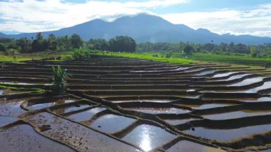 Beautiful morning view indonesia panorama landscape paddy fields with beauty color and sky natural light