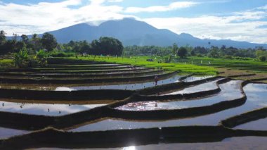 Beautiful morning view indonesia panorama landscape paddy fields with beauty color and sky natural light