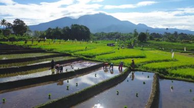 Beautiful morning view indonesia panorama landscape paddy fields with beauty color and sky natural light