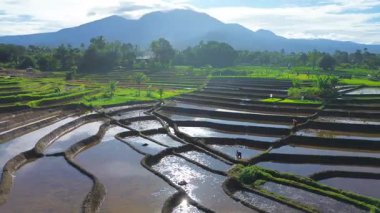 Beautiful morning view indonesia panorama landscape paddy fields with beauty color and sky natural light