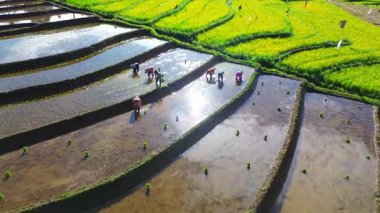 Beautiful morning view indonesia panorama landscape paddy fields with beauty color and sky natural light
