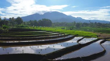 Beautiful morning view indonesia panorama landscape paddy fields with beauty color and sky natural light