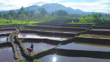Beautiful morning view indonesia panorama landscape paddy fields with beauty color and sky natural light