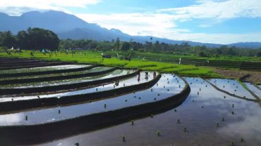 Beautiful morning view indonesia panorama landscape paddy fields with beauty color and sky natural light
