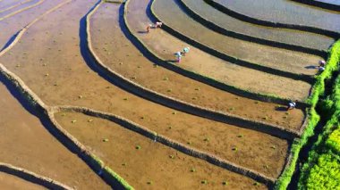 Beautiful morning view indonesia panorama landscape paddy fields with beauty color and sky natural light