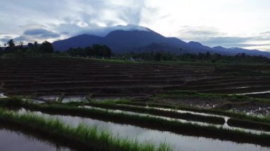 Beautiful morning view indonesia panorama landscape paddy fields with beauty color and sky natural light