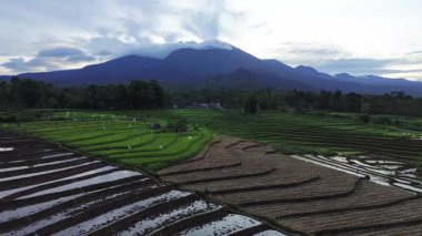 Beautiful morning view indonesia panorama landscape paddy fields with beauty color and sky natural light