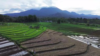 Beautiful morning view indonesia panorama landscape paddy fields with beauty color and sky natural light