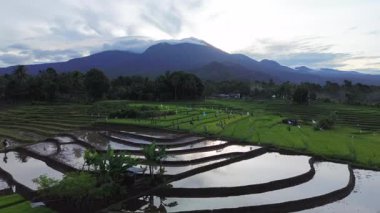 Beautiful morning view indonesia panorama landscape paddy fields with beauty color and sky natural light