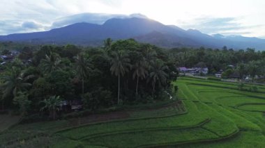 Beautiful morning view indonesia panorama landscape paddy fields with beauty color and sky natural light