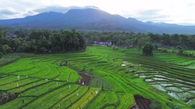 Beautiful morning view indonesia panorama landscape paddy fields with beauty color and sky natural light