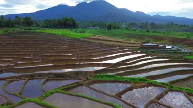 Beautiful morning view indonesia panorama landscape paddy fields with beauty color and sky natural light