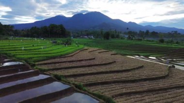 Beautiful morning view indonesia panorama landscape paddy fields with beauty color and sky natural light