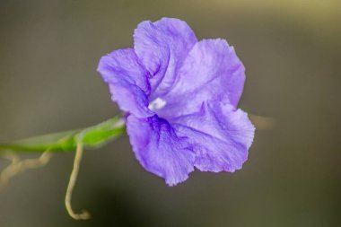 Güzel bir sabah manzarası Endonezya manzara plajı güzellik rengi ve gökyüzü doğal ışığı