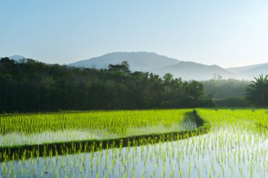 Güzel bir sabah manzarası Endonezya manzara plajı güzellik rengi ve gökyüzü doğal ışığı