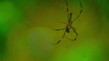 Beautiful morning view indonesia panorama landscape paddy fields with beauty color and sky natural light