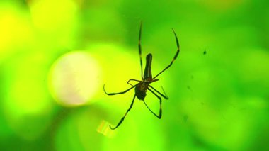 Beautiful morning view indonesia panorama landscape paddy fields with beauty color and sky natural light