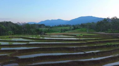 Beautiful morning view indonesia panorama landscape paddy fields with beauty color and sky natural light
