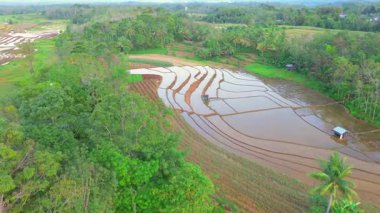 Beautiful morning view indonesia panorama landscape paddy fields with beauty color and sky natural light