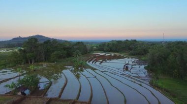 Beautiful morning view indonesia panorama landscape paddy fields with beauty color and sky natural light