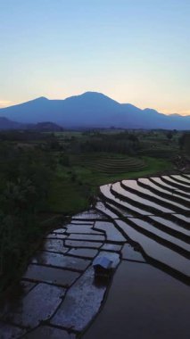 Beautiful morning view indonesia panorama landscape paddy fields with beauty color and sky natural light