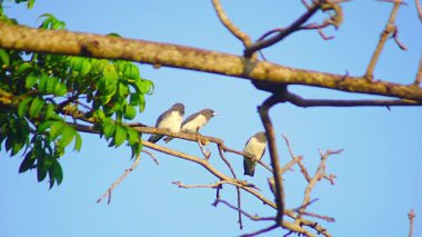 Güzel sabah manzarası Endonezya manzara güzellik rengi ve gökyüzü doğal ışık