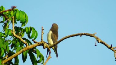 Güzel sabah manzarası Endonezya manzara güzellik rengi ve gökyüzü doğal ışık