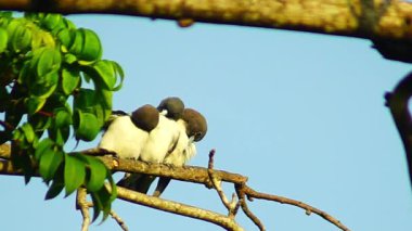 Güzel sabah manzarası Endonezya manzara güzellik rengi ve gökyüzü doğal ışık