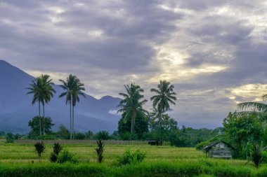 Beautiful morning view indonesia panorama landscape paddy fields with beauty color and sky natural light