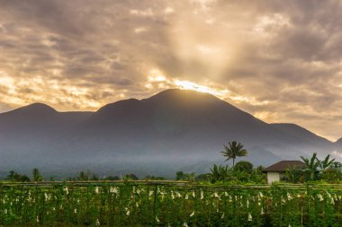 Beautiful morning view indonesia panorama landscape paddy fields with beauty color and sky natural light